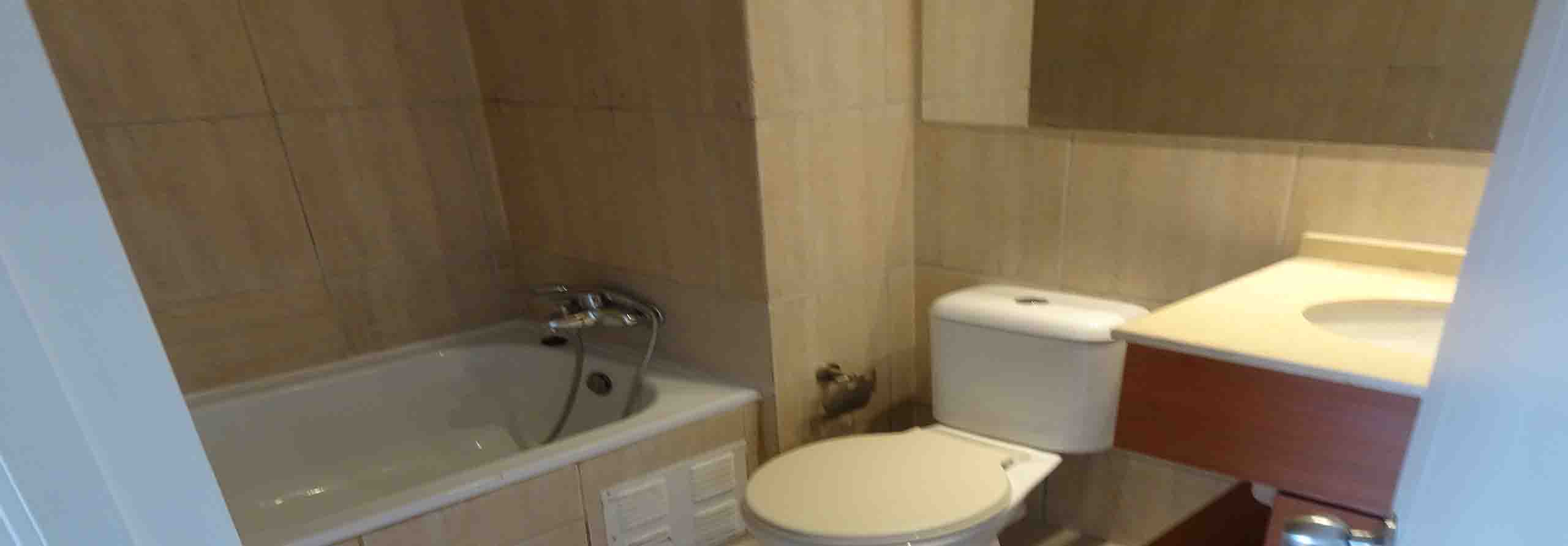Owl Image