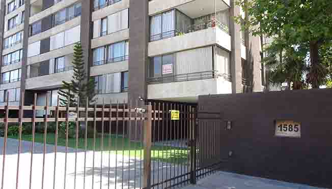 Owl Image