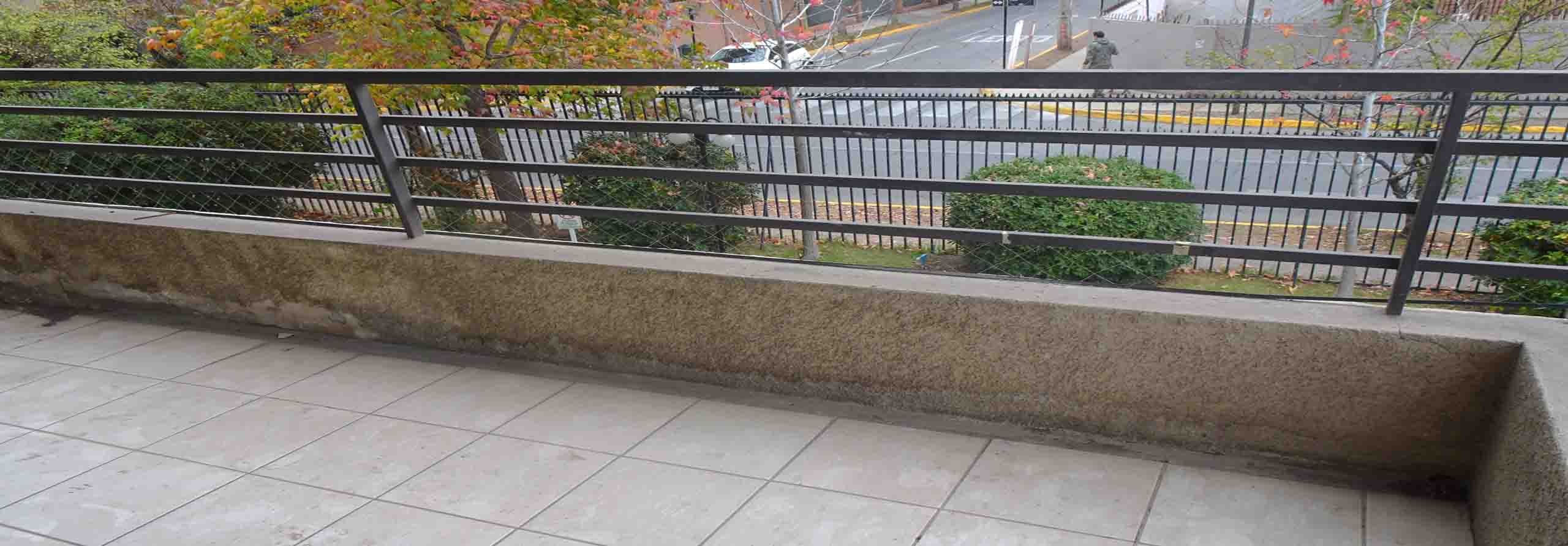 Owl Image